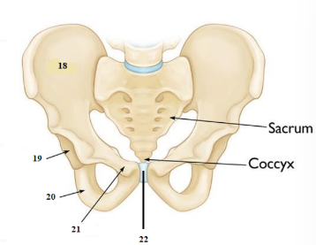 Name the bone. #18