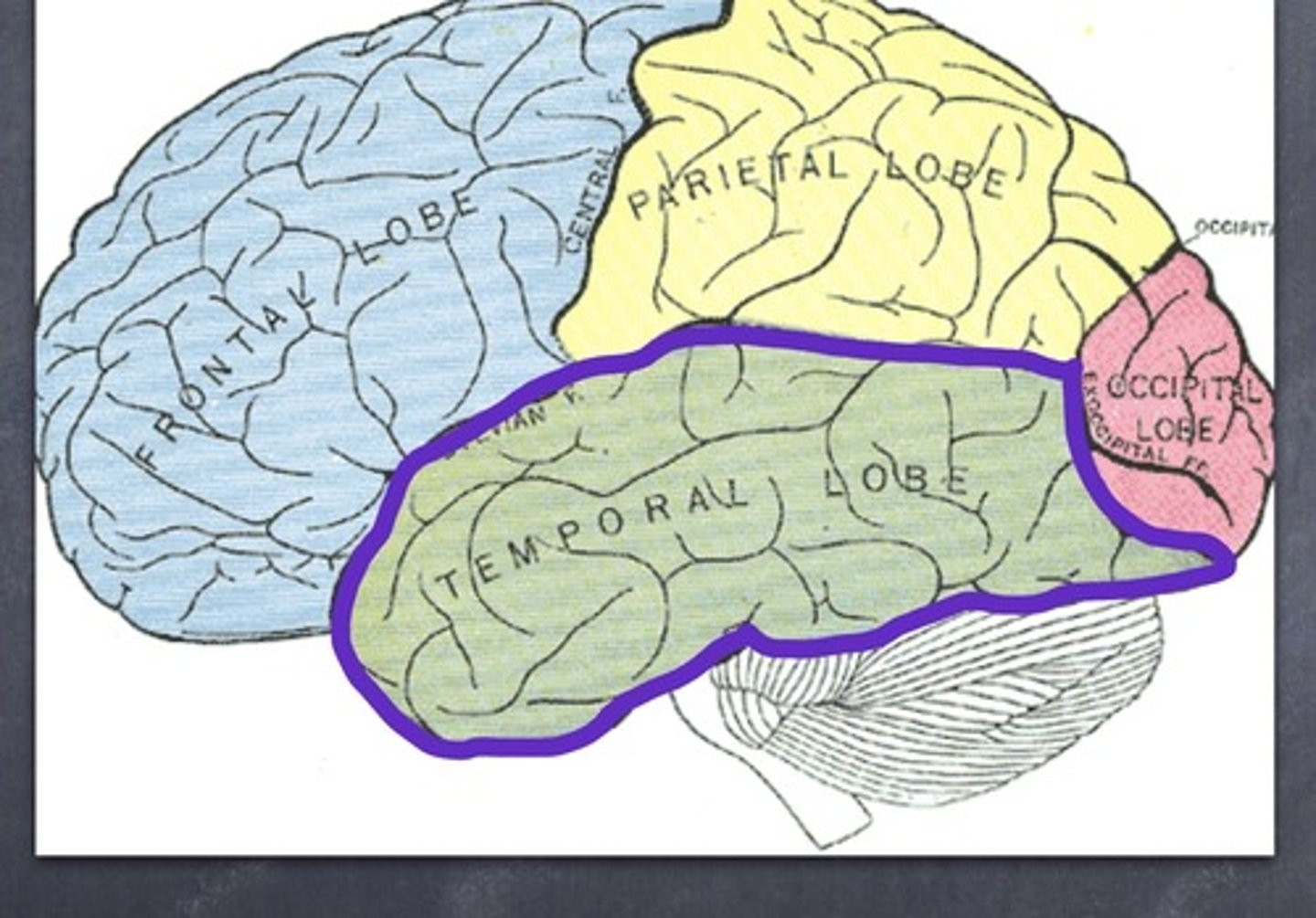 <p>Processes auditory information</p><p>Involved in memory</p>