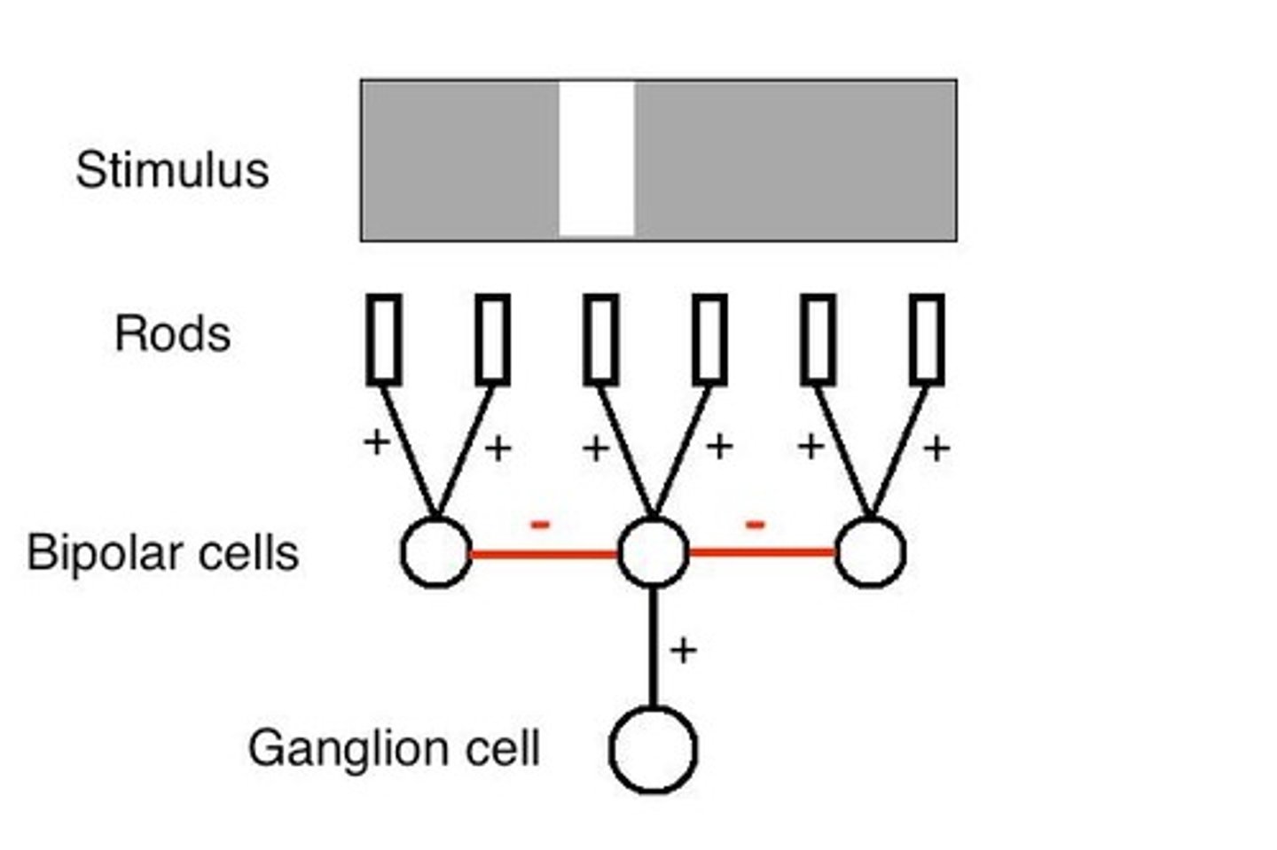 <p>Peripheral ganglion cells pool over hundreds of photoreceptors, while foveal ganglion cells pool over just a few, contributing to the distortion in V1.</p>