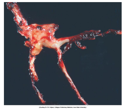 <p>What is this?</p>