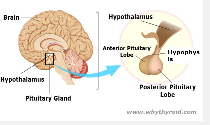 <p>hypothalamus</p>