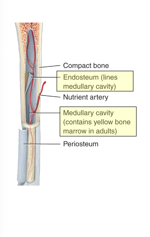 <p>Space within the diaphysis which contains fatty yellow bone marrow in adults. </p><p>The endosteum lines the medullary cavity and is composed of dense irregular connective tissue and contains osteoclasts and osteoblasts</p>