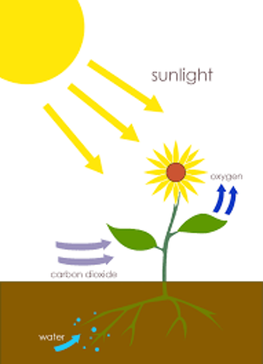 <p>Photosynthesis</p>