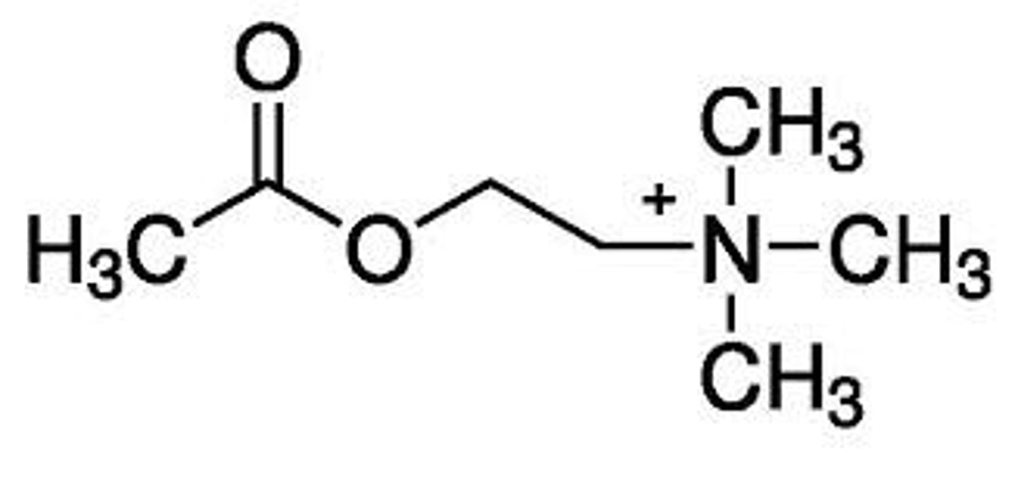 <p>what would happen to the activity of acetylcholine if the methyl groups attached to the nitrogen were subsequently removed or replaced with a bulkier group</p>