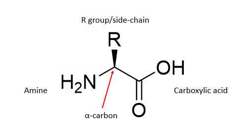 <p>Alpha-amino acid monomers which built proteins allowing it to be reactive and have functional polymers governed by chemical properties</p>