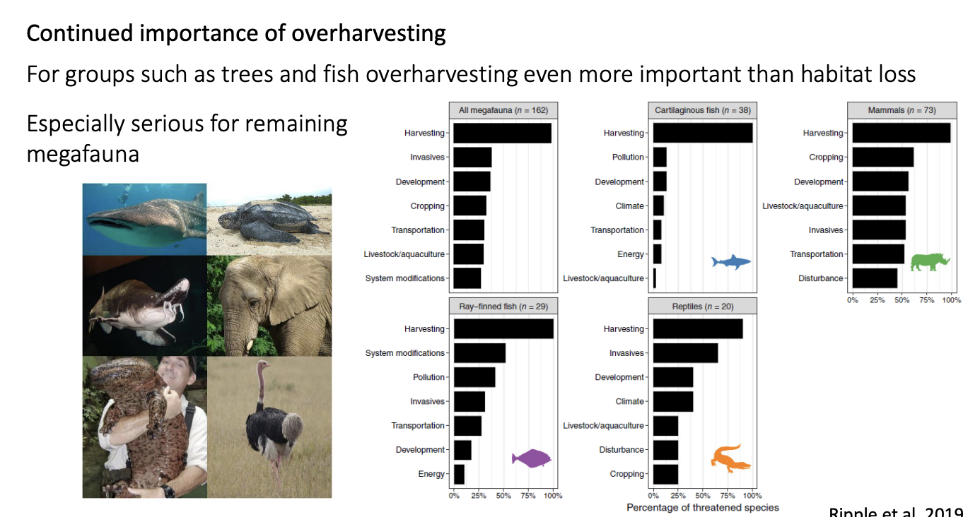 <ul><li><p>Trees and fish→ more important than habitat loss</p></li></ul><p>Especially</p><ul><li><p>megafauna </p></li></ul><p></p>