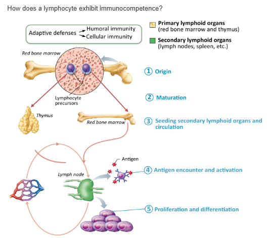 <table style="min-width: 25px;"><colgroup><col style="min-width: 25px;"></colgroup><tbody><tr><td colspan="1" rowspan="1" style="margin: 0px; padding: 0.3em; position: relative;"><p>by rapidly proliferating to form an army of cells exactly like themselves and bearing the same antigen-specific receptors &nbsp; &nbsp; &nbsp; &nbsp;</p></td></tr><tr><td colspan="1" rowspan="1" style="margin: 0px; padding: 0.3em; position: relative;"><p>by being relatively unresponsive to self-antigens so that they do not attack the body's own cells &nbsp; &nbsp; &nbsp; &nbsp;</p></td></tr><tr><td colspan="1" rowspan="1" style="margin: 0px; padding: 0.3em; position: relative;"><p>by being able to recognize their one specific antigen &nbsp; &nbsp; &nbsp; &nbsp;</p></td></tr><tr><td colspan="1" rowspan="1" style="margin: 0px; padding: 0.3em; position: relative;"><p>by recognizing self-antigen &nbsp; &nbsp; &nbsp;</p></td></tr></tbody></table><p></p>