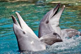 <p>Where can you find Dolphins</p>
