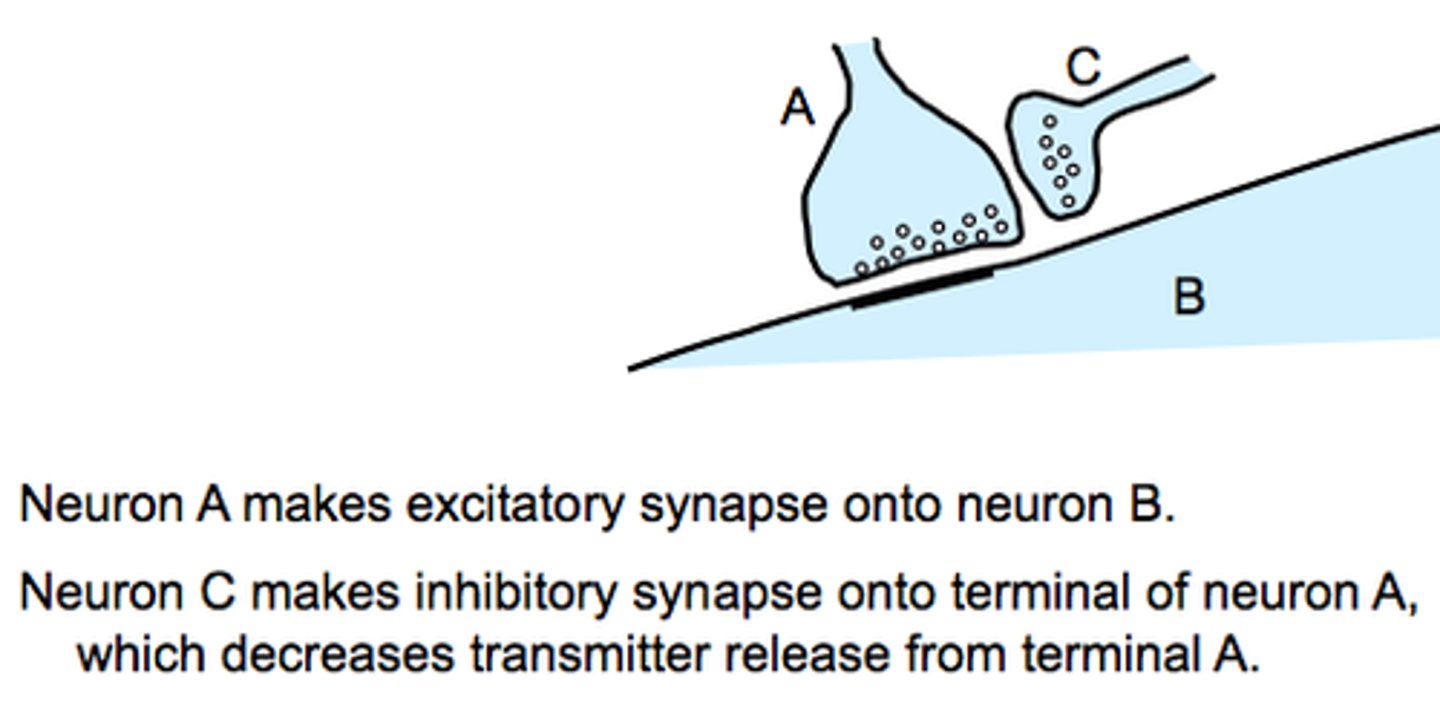 <p>Increases the presynaptic neuron's release of neurotransmitter onto the post synaptic neuron.</p>