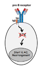 <p>-X-linnked agammaglobulinemia</p><p>-developmental arrest, pre-B cell stage</p><p>-no circulating B cells (or very low numbers)</p><p>-no IgM, IgD, IgG, IgA, IgE (or very low levels)</p>