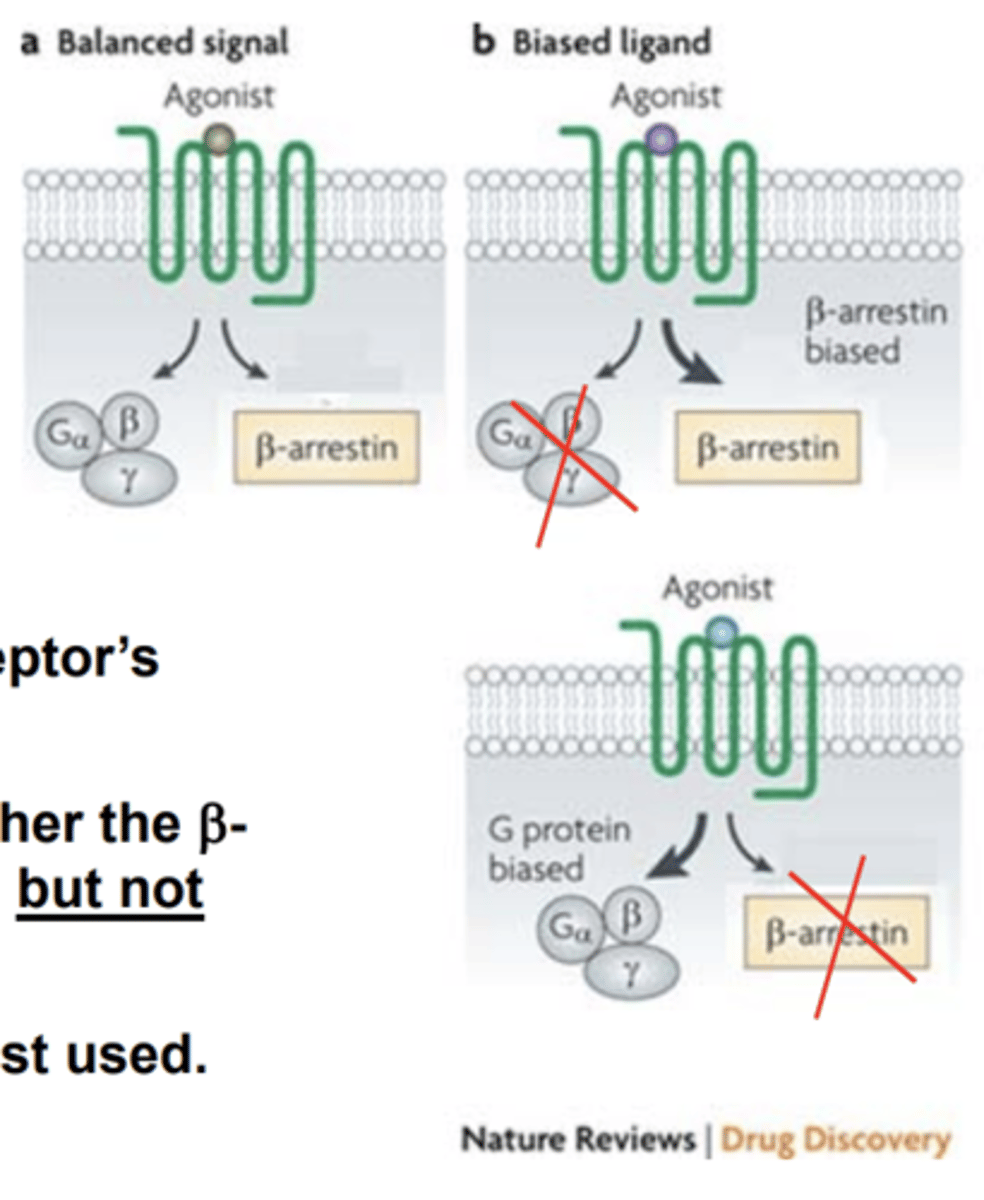 <p>- β-arrestin </p><p>- Gα events</p><p>- both pathways simultaneously </p>