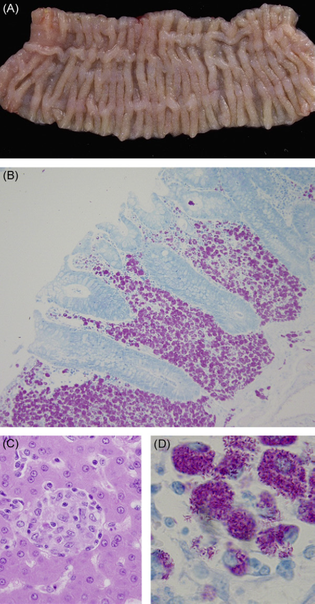 What is the pathogen likely to cause these gross and microscopic lesions?