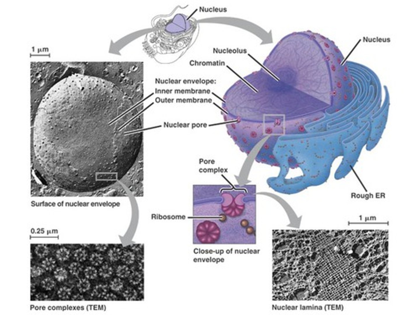 <p>Stored inside the nucleus; contains instructions for proteins.</p>