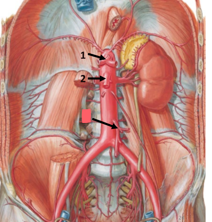 <ul><li><p>supplies transverse colon, descending colon, sigmoid colon, rectum</p></li><li><p>summary: large intestine + remainder of digestive tract</p></li></ul><p></p>