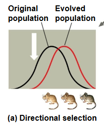 <p>favors individuals at one extreme end of the phenotypic range</p>