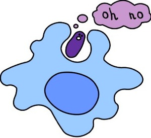 Also known as cellular eating. A cell engulfs a particle in a vacuole.