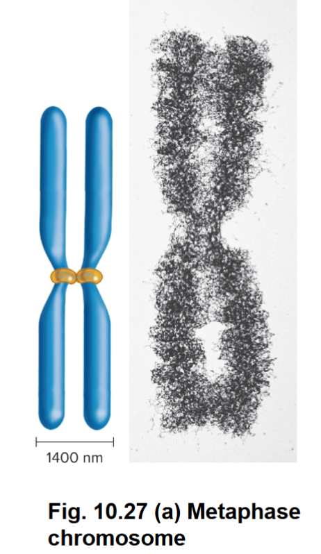 <p><span style="color: rgb(0, 0, 0);">Structure of Eukaryotic Chromosomes During Cell Division</span></p>