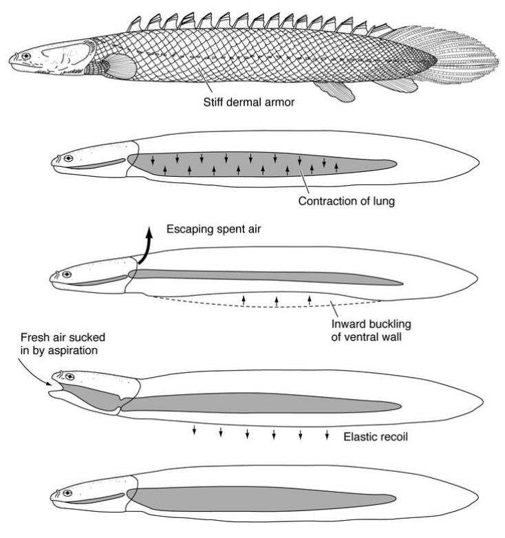 <p>Bony Fish: Neopterygii</p><p>Lungs expand due to force of pushing air into them from the oral cavity</p><p>Lungfish (Sarcopterygians) use as well but with mixed air </p>