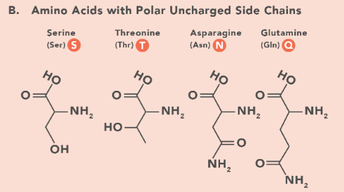 <p>Serine, Threonine, Asparagine and Glutamine.</p><p>(The electronegativity of the atoms O and N cause them to be polar). </p>