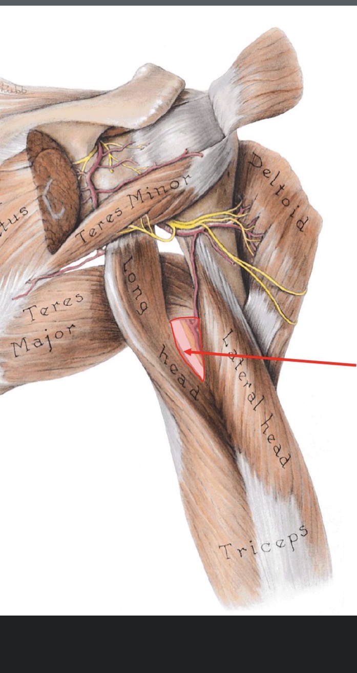 <p>contents of triceps hiatus</p>