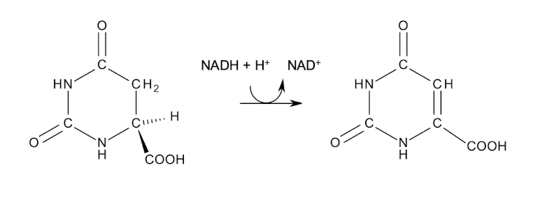 <p><strong>Dihydro-orotase forms the pyrimidine ring of 5,6-dihydro-orotate.</strong></p><p><strong>→ Oxidation then gives orotate.</strong></p><p>The pyrimidine ring is assembled and<strong><u> then attached to ribose.</u></strong> </p><p>The purine ring is constructed on a ribose sugar.</p>