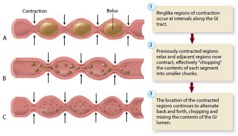 <ol><li><p>Segmentation: Mixes & churns food </p></li><li><p>Peristalsis</p></li></ol><p></p>