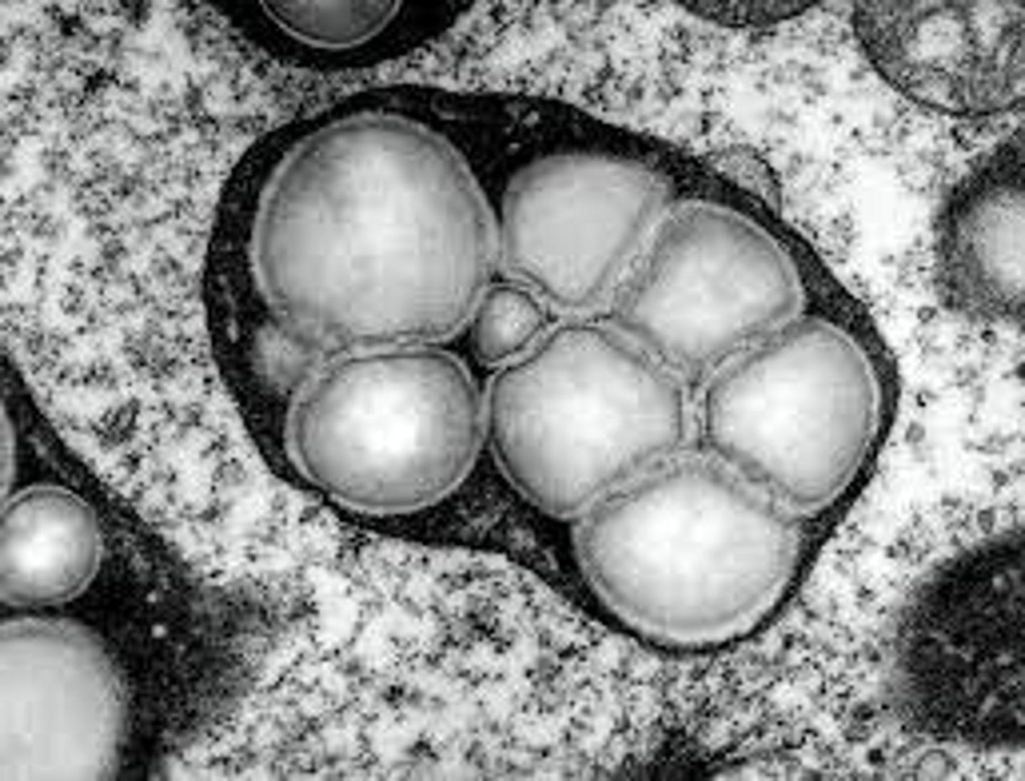 <p>Found in some plant cells</p><p>Synthesises and stores starch molecules and breaks them down to glucose when the cell requires it</p>