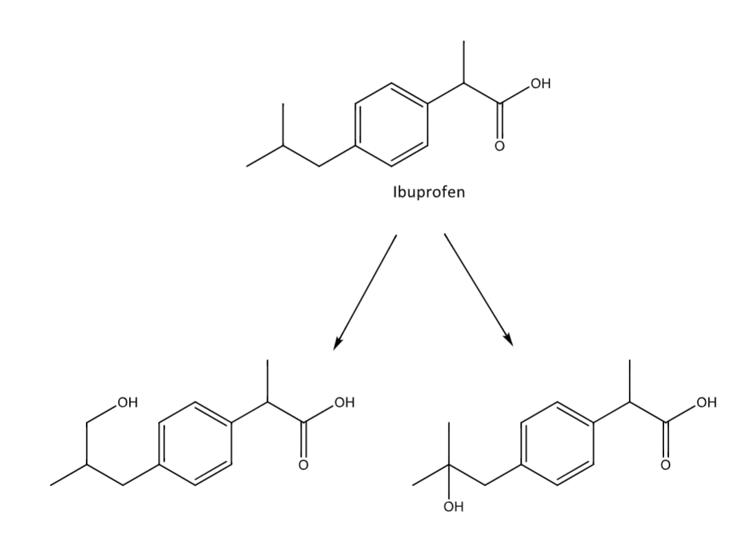 <p>occurs generally at omega or omega-1</p><p>adds an OH group</p>