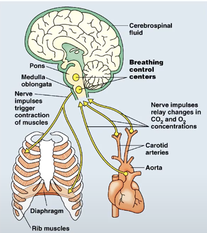 <p>drop in pH = increased depth &amp; rate of breathing = excess CO2 is eliminated in exhaled air</p>