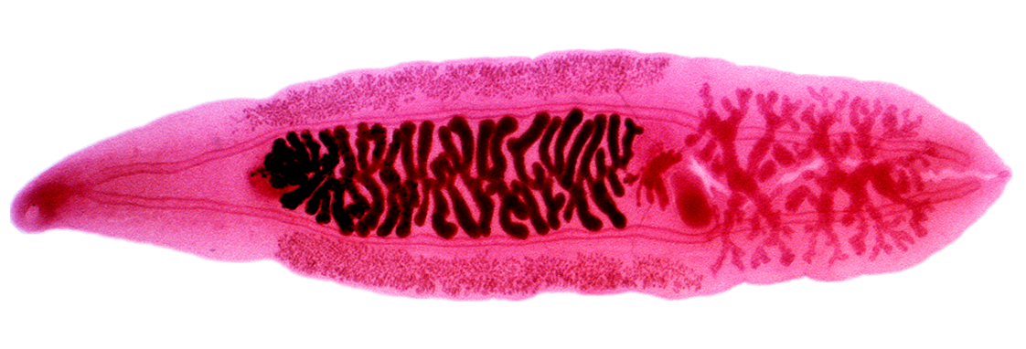 <p>in human or dog/cat/carnivore</p><p>fibrosis, gall bladder inflammation, pancreatitis</p><p>history of eating raw freshwater fish</p><p>East Asia, East Russia, Indian Subcontinent, Pacific Asia</p>