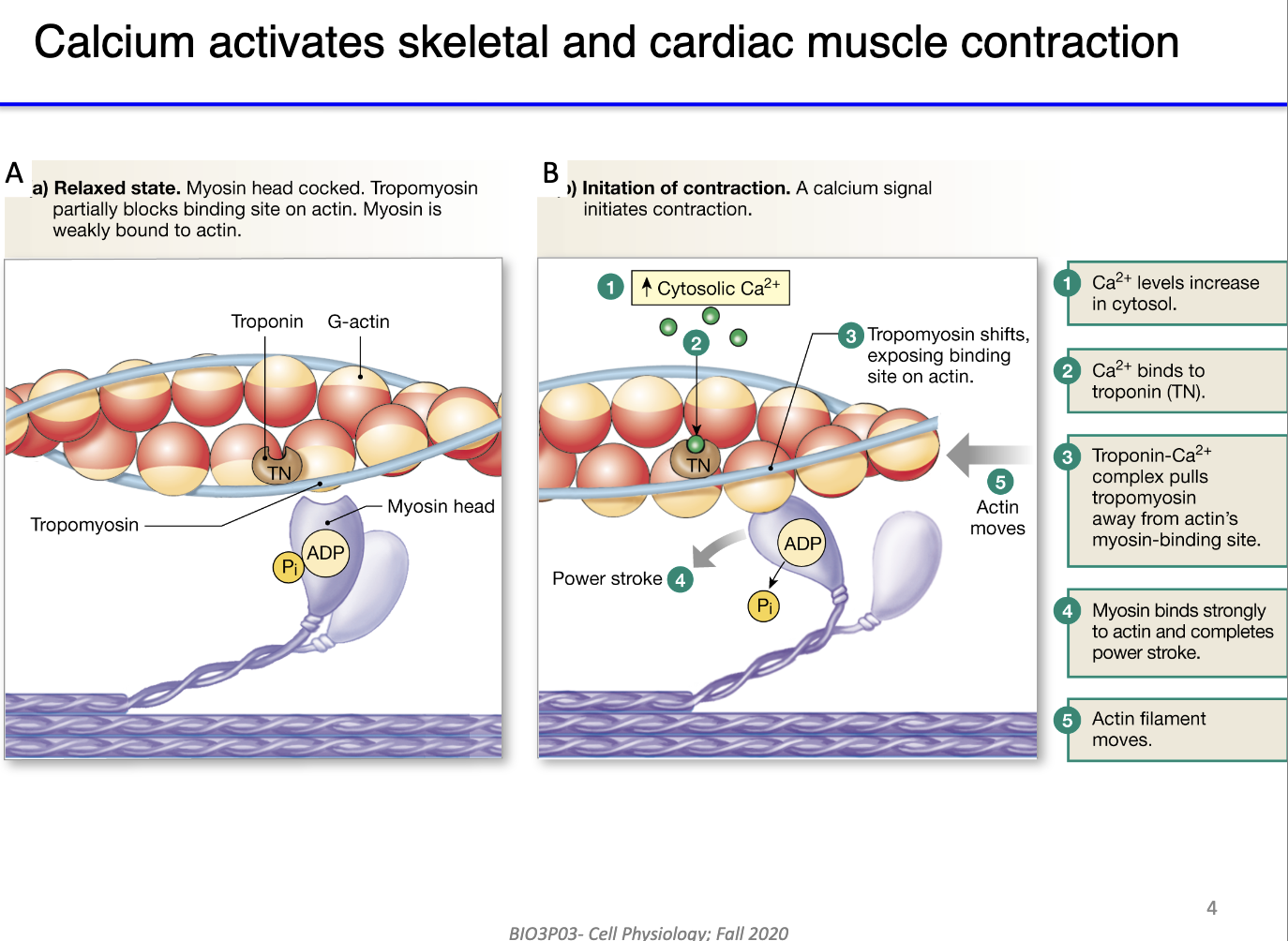 <ul><li><p><strong>Resting state:</strong></p><ul><li><p>Myosin heads bound to ADP + Pi; tropomyosin blocks actin binding sites.</p></li></ul></li><li><p><strong>Role of Ca²⁺:</strong></p><ul><li><p>Calcium released into cytosol binds <strong>troponin</strong> (Ca²⁺-binding protein) in actin filament.</p></li><li><p>Troponin undergoes <strong>conformational change</strong> → moves tropomyosin off actin binding sites.</p></li></ul></li><li><p><strong>Result:</strong></p><ul><li><p>Myosin heads bind actin → ATP hydrolysis → <strong>power stroke</strong> → sarcomere shortens.</p></li></ul></li><li><p><strong>Link:</strong> This mechanism connects cytosolic calcium increase to functional muscle contraction.</p></li></ul><p></p>