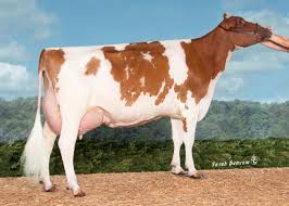 <p>What breed of cow is this?</p>