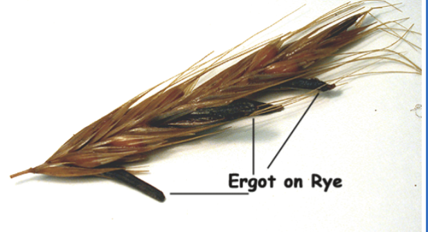 <p>rye, bluegrasses, fescues, ryegrasses</p>