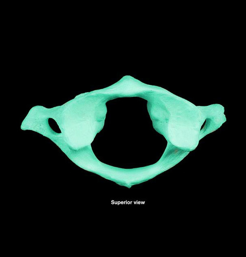 lacks body and spinous process, allows head to nod
