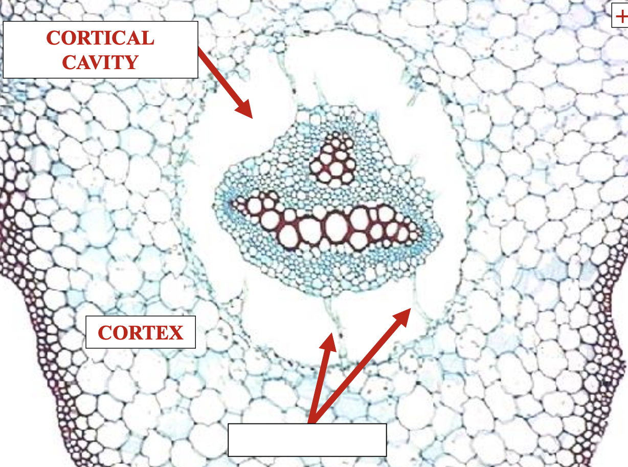 cortex cells that pass through the cortical cavity to the stele