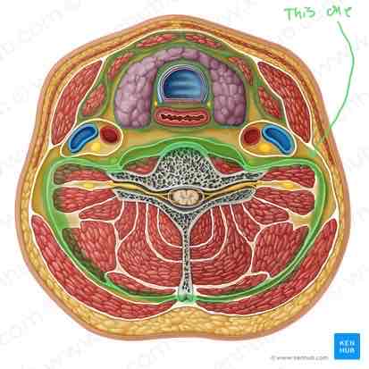<p><span>Name this structure</span></p>