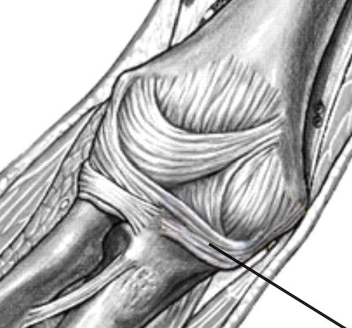 <p>Which ligament of the elbow is:</p><ul><li><p>On pinky side</p></li><li><p>Connect humerus between ulna</p></li><li><p>Fan-shaped</p></li></ul><p></p>