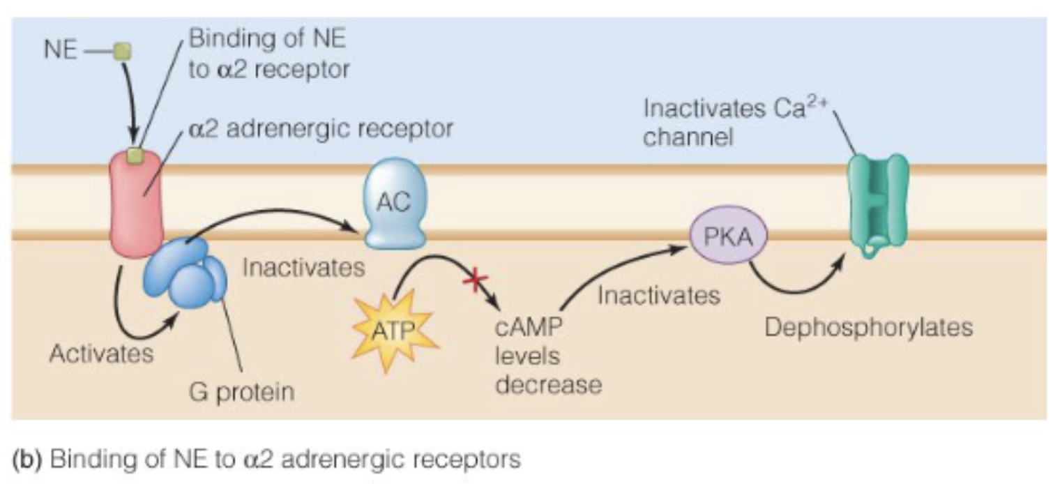 <p>AC: adenylate cyclase</p><p>PKA: protein kinase A</p>