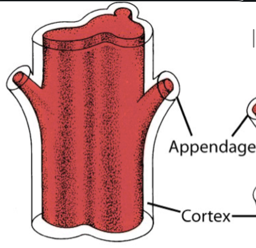 <p>Solid core of Vascular tissue, Simplest and most ancient type of stele </p>