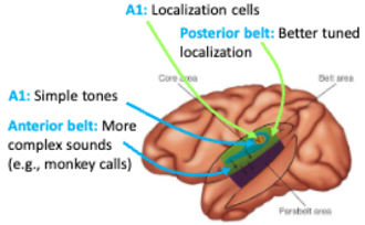 <p>Localization cells</p><ul><li><p>not great but can generally sense location</p></li><li><p>simple tones</p></li></ul><p></p>
