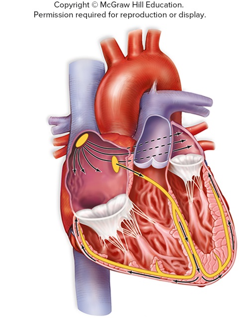 which of the following is the correct electrical signal conduction pathway through the heart 