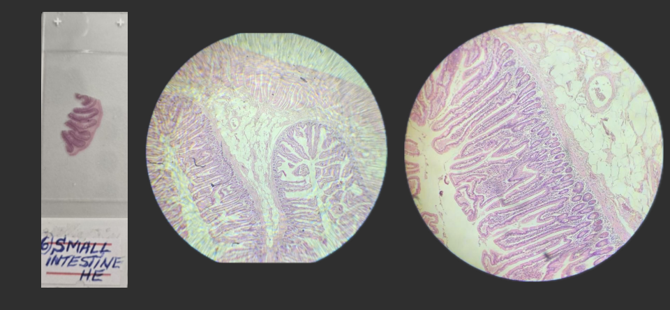 <p>Organ?</p><p>Structure?</p><p>Staining?</p>