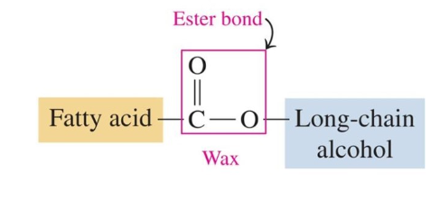 <p>esters of saturated fatty acids and long chain alcohols</p><p>ester bond connects fatty acid and alcohol</p>