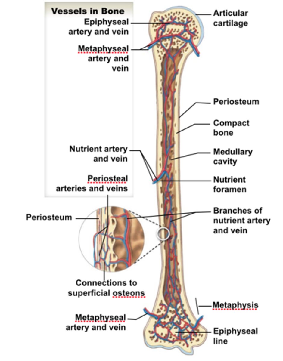 <p>Supply nutrients to the cavities of the epiphysis</p>