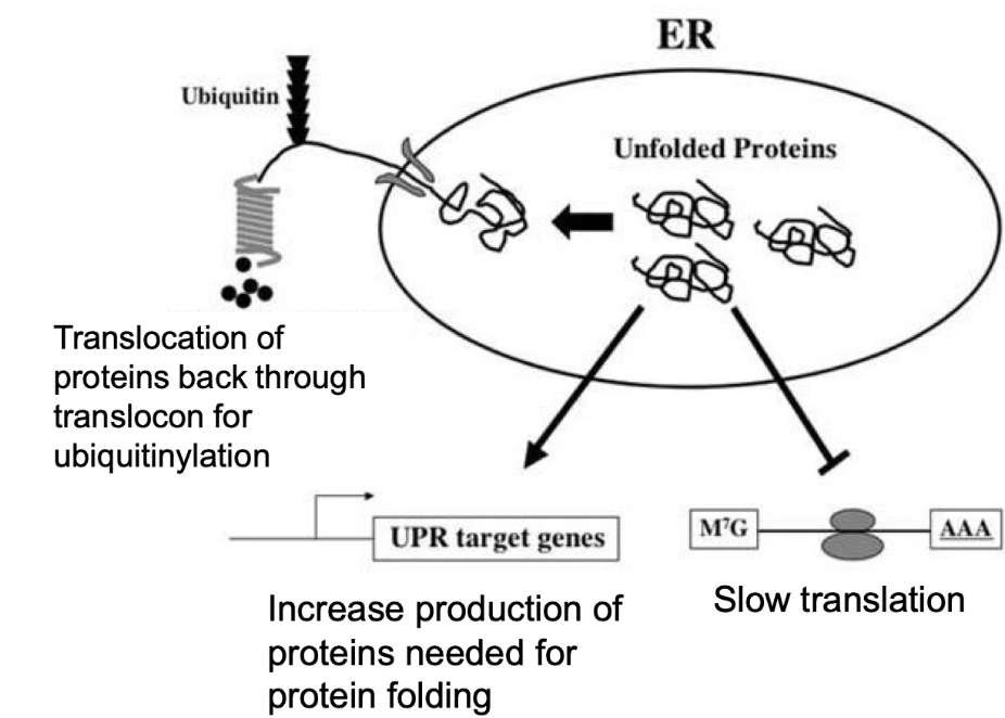 <ul><li><p><strong>Triggered by</strong>:</p><ul><li><p>Accumulation of <strong>unfolded proteins</strong> in the <strong>rough ER</strong>.</p></li><li><p>Caused by overproduction, stress (heat/toxins), or nutrient lack.</p></li></ul></li><li><p><strong>Why it's important</strong>:</p><ul><li><p>Unfolded proteins can't exit ER → risk of <strong>aggregation</strong> and <strong>cell death</strong>.</p></li></ul></li><li><p><strong>Steps of UPR</strong>:</p><ol><li><p><strong>Slow down</strong> new protein translation.</p></li><li><p><strong>Degrade</strong> unfolded proteins (via <strong>ubiquitinylation</strong>).</p></li><li><p><strong>Increase chaperone proteins</strong> to assist folding.</p></li></ol></li></ul><p></p>