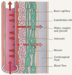 <ul><li><p>Relatively large compared to other glial cells</p></li><li><p>Astrocytes Wrap around and secure small blood vessels to neurons.</p></li><li><p>Part of the blood-brain barrier</p></li></ul><p></p>