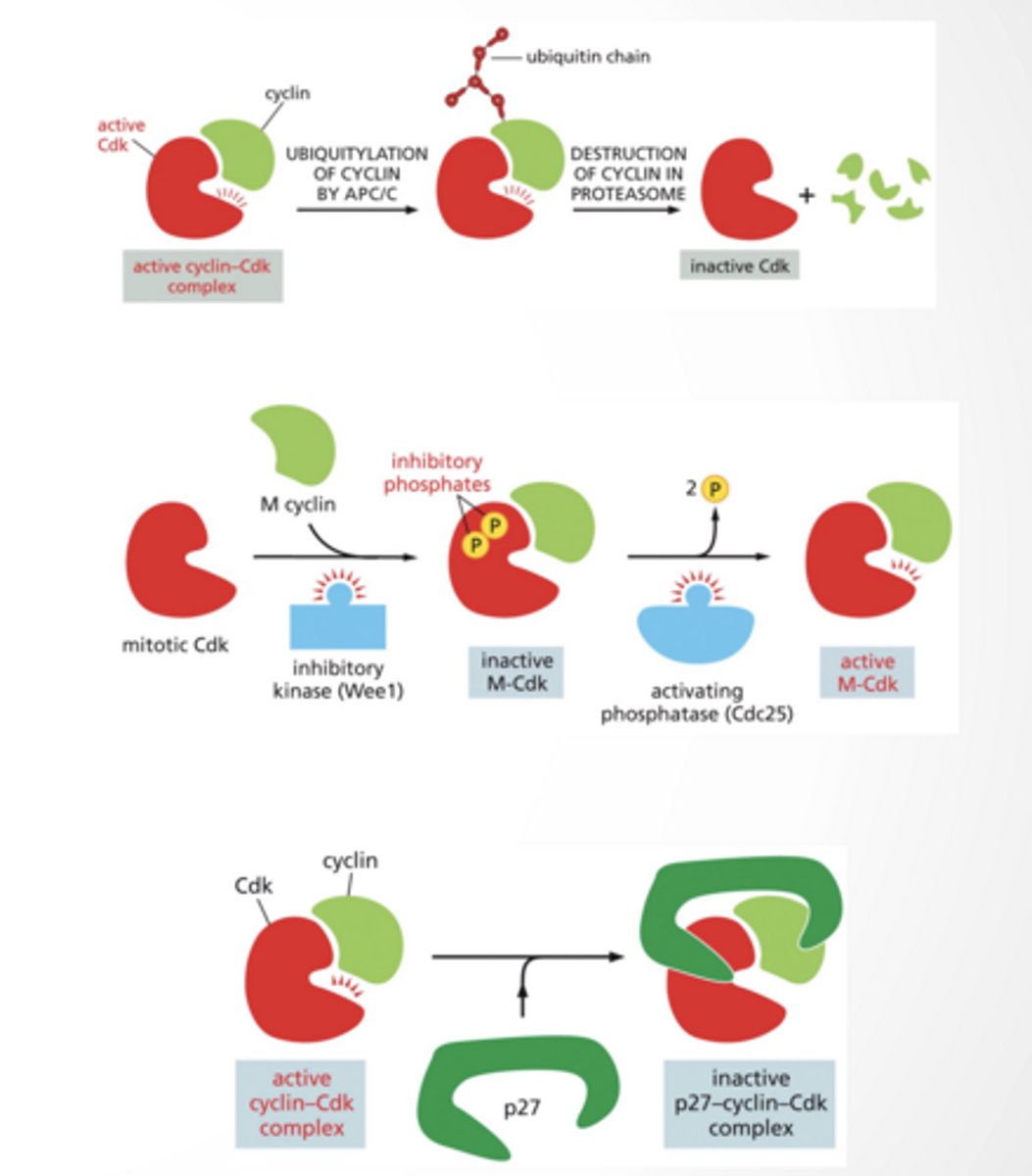 <p>CDK INHIBITION</p><p>Different ways to inhibit CDKs </p><p>Ubiquitination by APC/C --> degradation in proteasome</p><p>Dephosphotylation </p><p>Binding of inhibitor (like p27)</p>