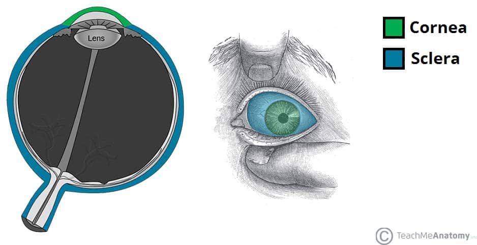 outside layer of eye ball

contains cornea + sclera