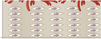 <p>Proliferative Zone</p>