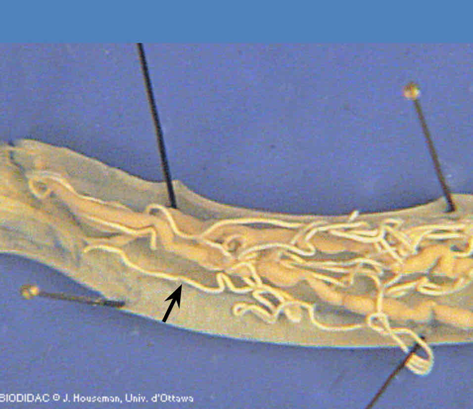 <p>Identify this structure</p>